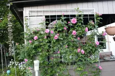Rose Hl.Elisabeth   2824.webp