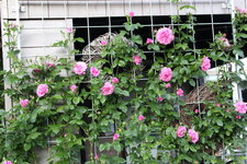 Rose Hl.Elisabeth   2924.JPG