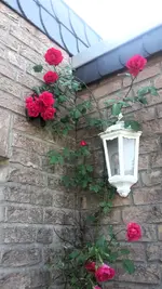 Rose Garage.jpg