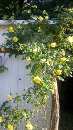 Rose Schuppen.jpg