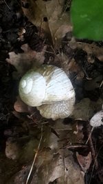 Schnecke.jpg