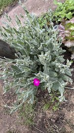 IMG_0069.jpeg
