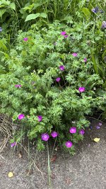IMG_0067.jpeg