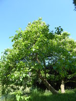P1010070Trompetenbaum.JPG