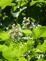 P1010074.JPG