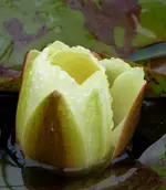 083.webp