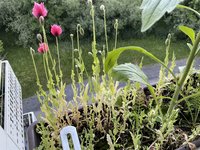 IMG_1501.jpeg
