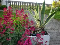 DSC03419.webp