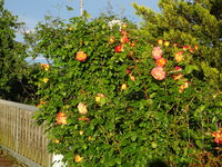 DSC03415.JPG
