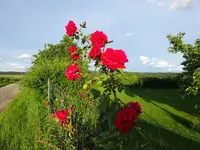 DSC03417.webp
