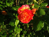 DSC03418.JPG