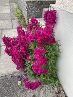 IMG_3358.jpeg
