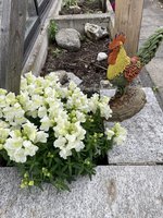 IMG_3359.jpeg
