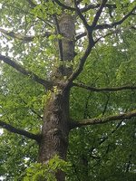 IMG_20240516_091639.jpg