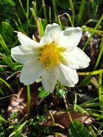 Garten-Slberwurz.jpg