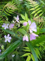 ,Ger. maculatum Espresso.jpg