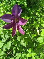 IMG_20240520_103143.jpg