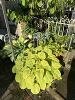 IMG_2943.jpeg