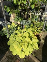 IMG_2943.jpeg