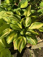 IMG_2944.jpeg