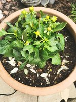 IMG_20240526_082441.jpg