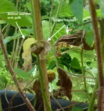 Himbeeren nochmal.webp
