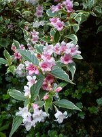 DSC07880.jpg