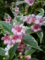 DSC07882.jpg
