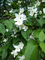 DSC07883.jpg