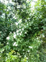 DSC07884.webp