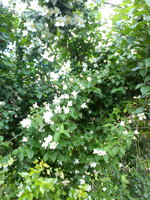 DSC07884.jpg