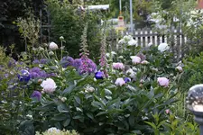 Mai     4624.webp