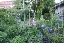 Mai     4824.webp