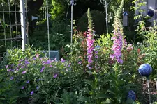 Mai     4924.webp