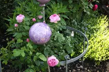 Mai     5224.webp