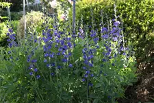 Mai     5324.webp