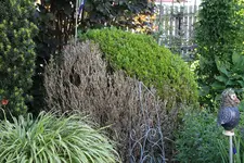 Mai     5724.webp