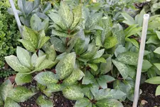 Mai     5824.webp