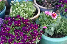 Mai     5924.webp