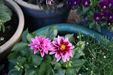 Mai     6024.webp