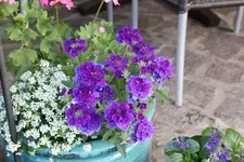 Mai     6124.webp