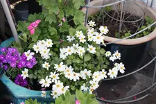 Mai     6224.webp