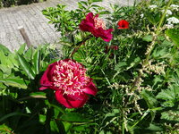 DSC03424.JPG