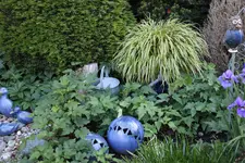 Mai     6524.webp