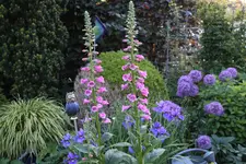 Mai     6624.webp