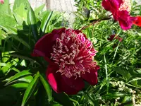 DSC03425.JPG