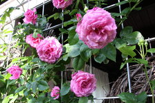Rose Hl.Elisabeth   3024.JPG