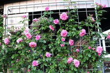 Rose Hl.Elisabeth   3124.JPG