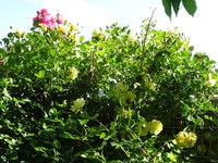 DSC03430.JPG