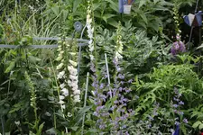 Mai     6824.webp